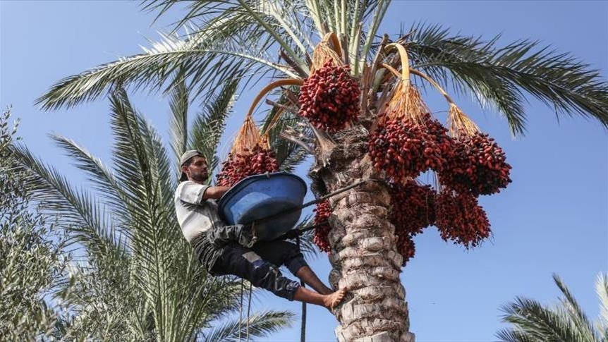 تراجع الجودة والإنتاج.. الحرب تثقل كاهل موسم "البلح" بغزة