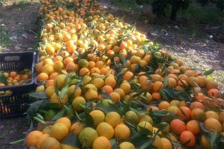 بيع الفواكه قبل نضجها في الجزائر يهدد سلامة المستهلك